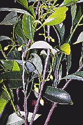 Muskat-Pflanze mit ersten Fruchtansätzen