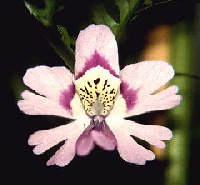Blüte der Vanilla planifolia
